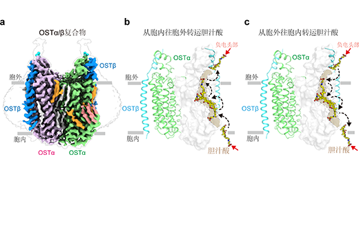OSTα/β transport mechanisms revealed by cryo-EM