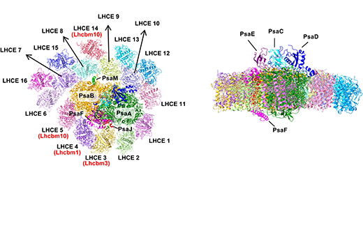Scientists Revealed the Structure and Evolutionary Strate...